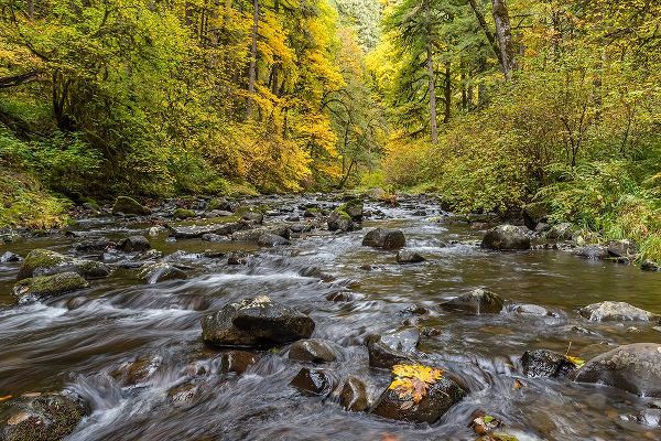 Jaynes Gallery 아티스트의 USA-Oregon-Silver Falls State Park River rapids and forest in autumn작품입니다.